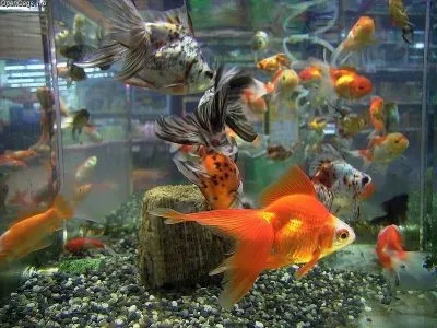 Prevention for Aquarium and Water Garden Animals and Plants