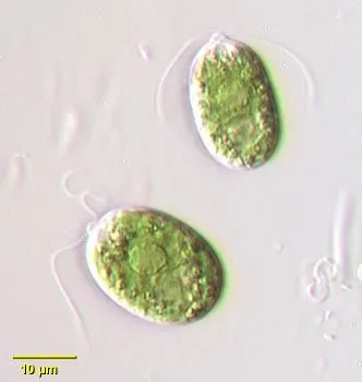 Green Algae Description