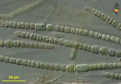 Bluegreen Algae Description