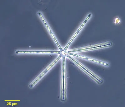 Diatoms Description