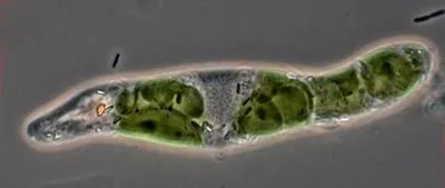 Euglenoids Description