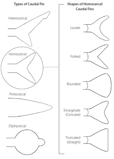 Fish Fin Shapes