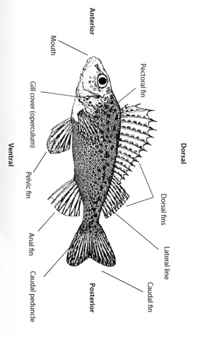 Fish Anatomy