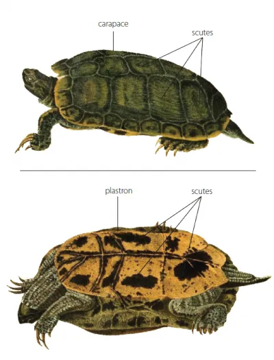 Turtle Anatomy