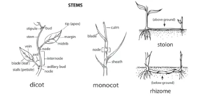 Plant Stems