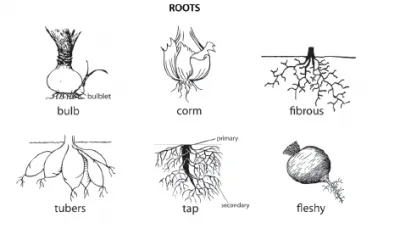 Root types