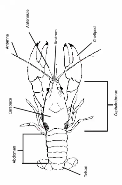 Crayfish anatomy
