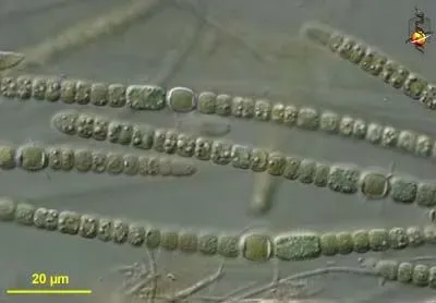 Bluegreen Algae Description