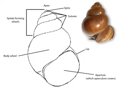 Snail Anatomy