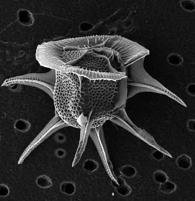 Dinoflagellates Description