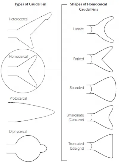 Fish Fin Shapes