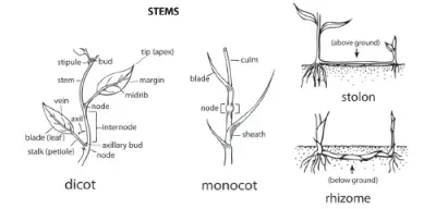 Plant Stems