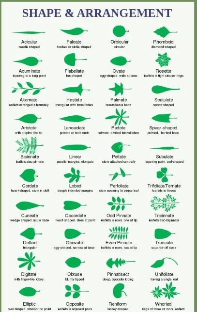 Leaf shape and arrangement